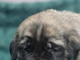 English Mastiff dogs Clark - Ad 12