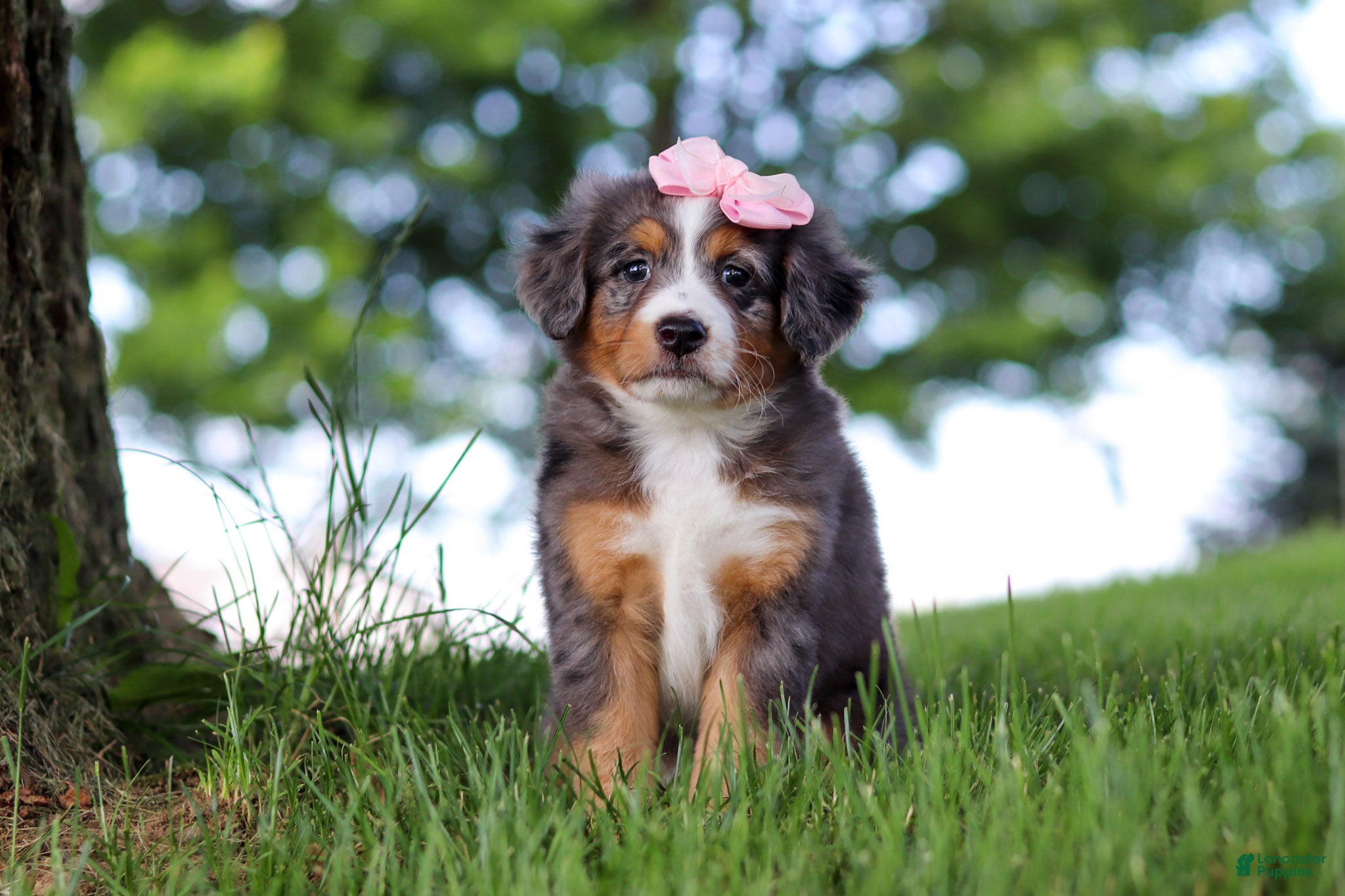 Mini Bernedoodle dogs Junebug - Ad 1
