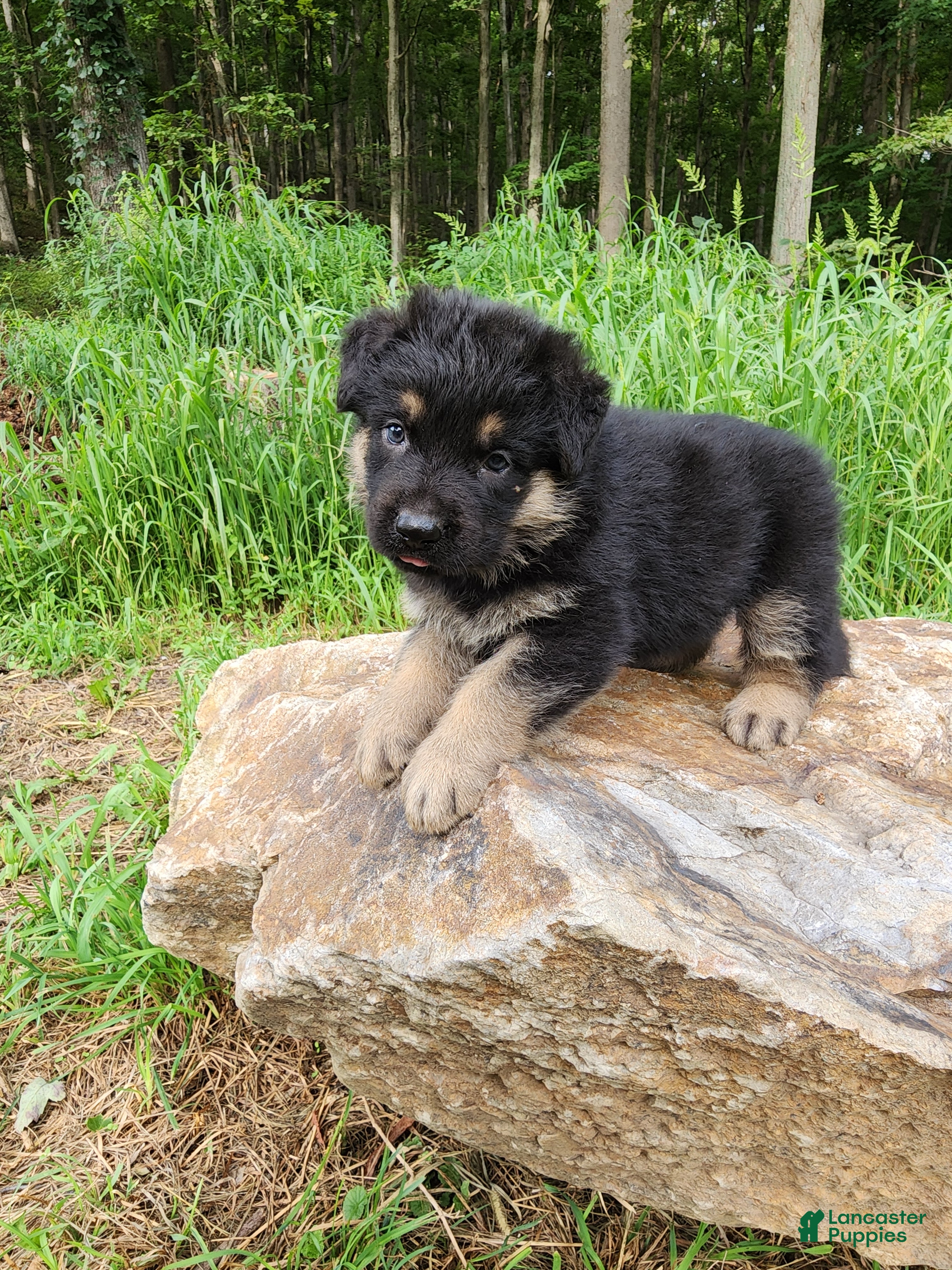 German Shepherd dogs  Titan - Ad 2