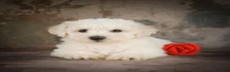 Bichon Frise dogs for sale: Buddy - Ad 7