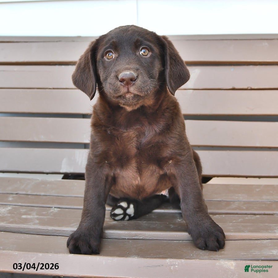 Labrador Retriever dogs Lucy - Ad 1