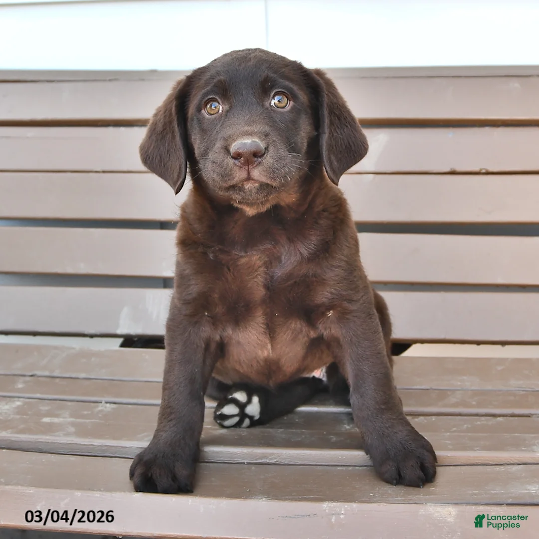 Labrador Retriever dogs for sale: Lucy - Ad 1