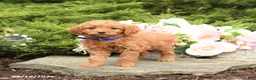 Mini Goldendoodle dogs for sale: Sunshine - Ad 4