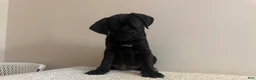 Cane Corso dogs for sale: Bella  - Ad 8