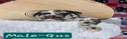 Olde English Bulldogge dogs for sale: Gus - Ad 2