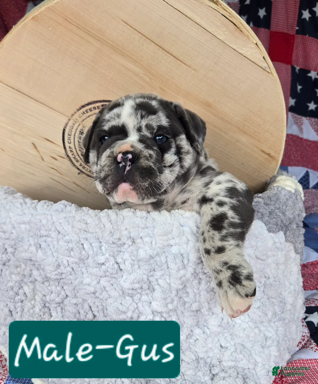 Olde English Bulldogge dogs for sale: Gus - Ad 2