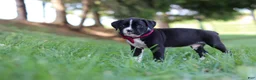 Boxer dogs for sale: Lane - Ad 7