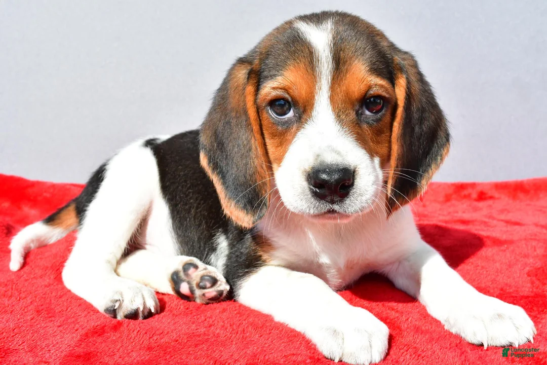 Beagle dogs for sale: Duke - Ad 1