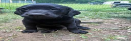 Labrador Retriever dogs for sale: Black female 1  - Ad 4