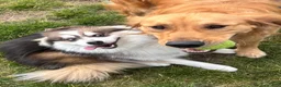 Pomsky dogs for sale: Pomsky Puppy 1 - Ad 6