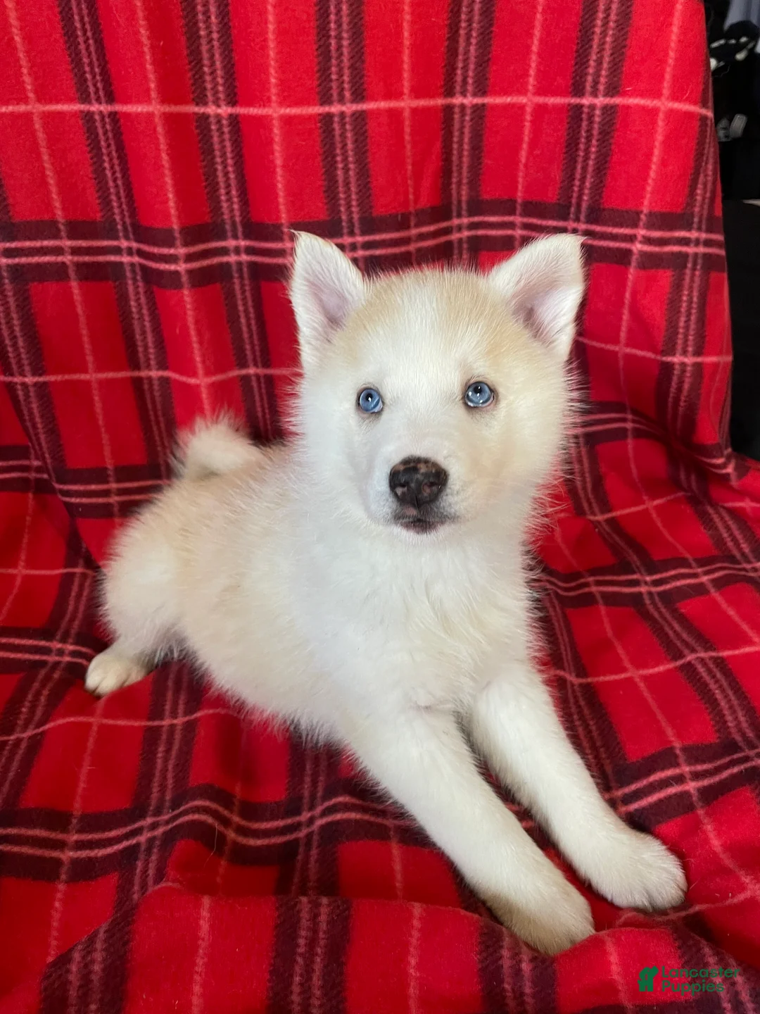 Mixed Breed dogs for sale: Mixed Breed Puppy 4 - Ad 2