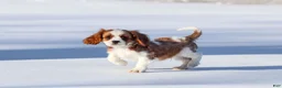 Cavalier King Charles Spaniel dogs for sale: Liam - Ad 32
