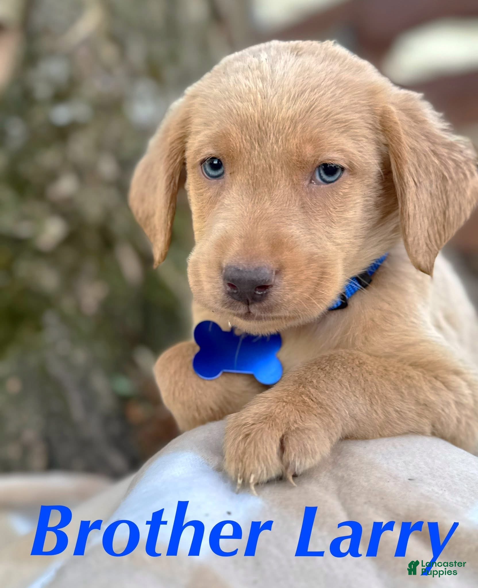 Labrador Retriever dogs for sale: Labrador Retriever Puppy 1 - Ad 1