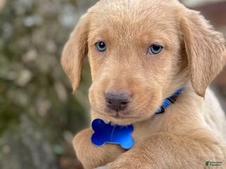 Labrador Retriever dogs for sale: Labrador Retriever Puppy 1 - Ad 1