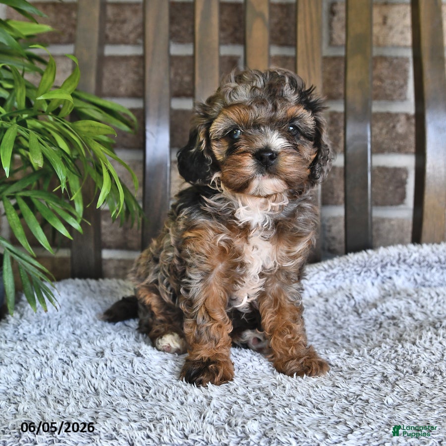 Cavachon dogs Hazlenut - Ad 1