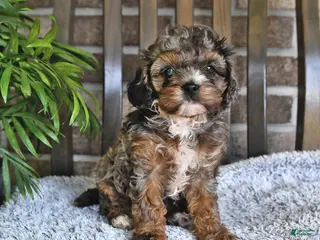 Cavachon dogs for sale: Hazlenut - Ad 1