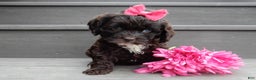 Cockapoo dogs for sale: Addie - Ad 6