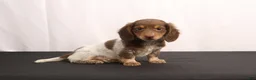 Dachshund dogs for sale: Ricky - Ad 5