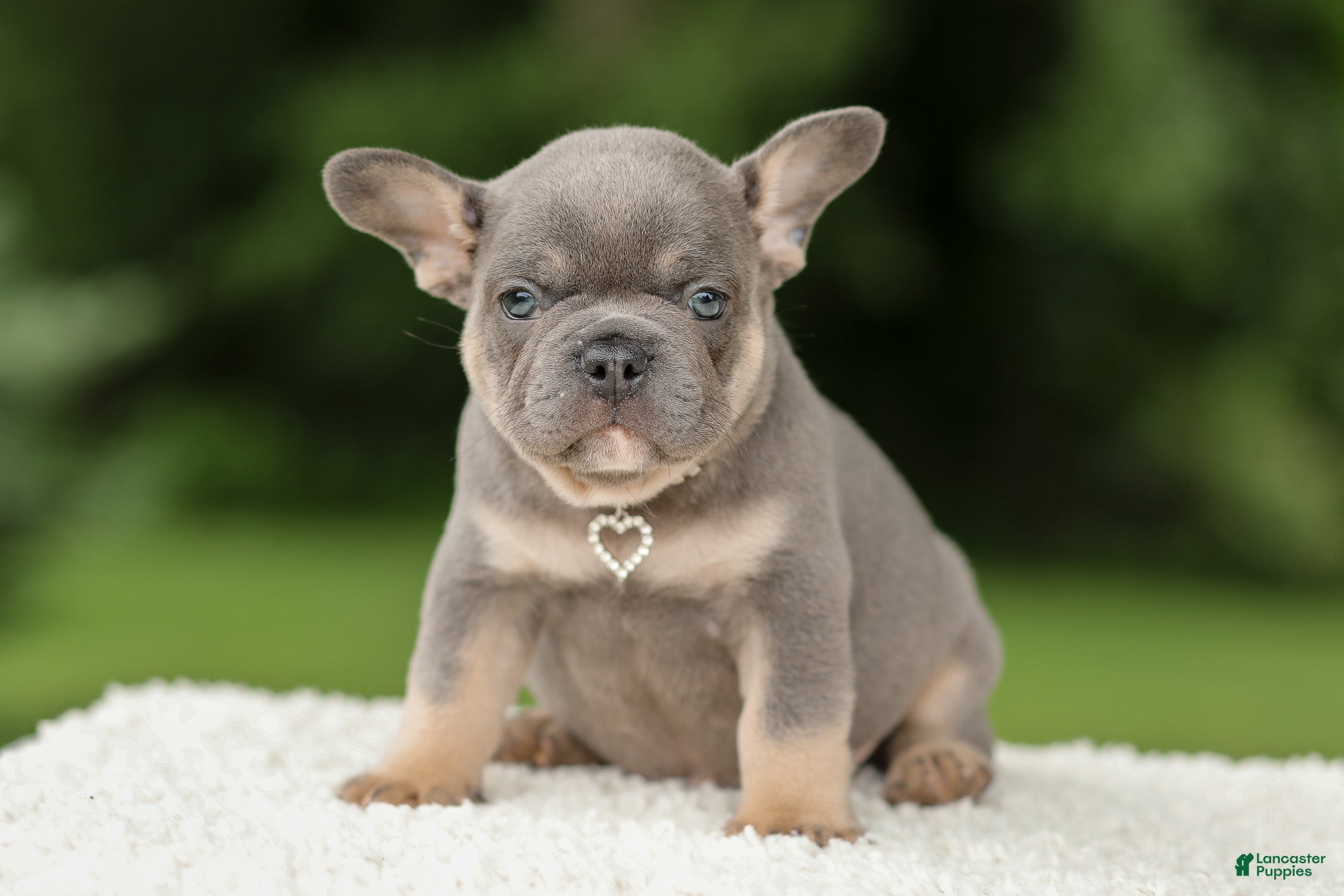 French Bulldog dogs Dallas - Ad 1