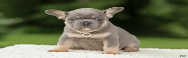 Dallas