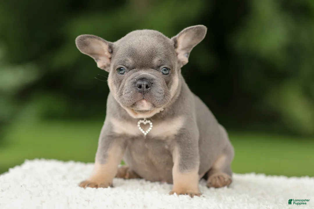 French Bulldog dogs for sale: Dallas - Ad 1
