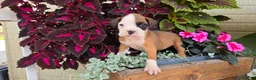 Boxer dogs for sale: Lilly - Ad 5