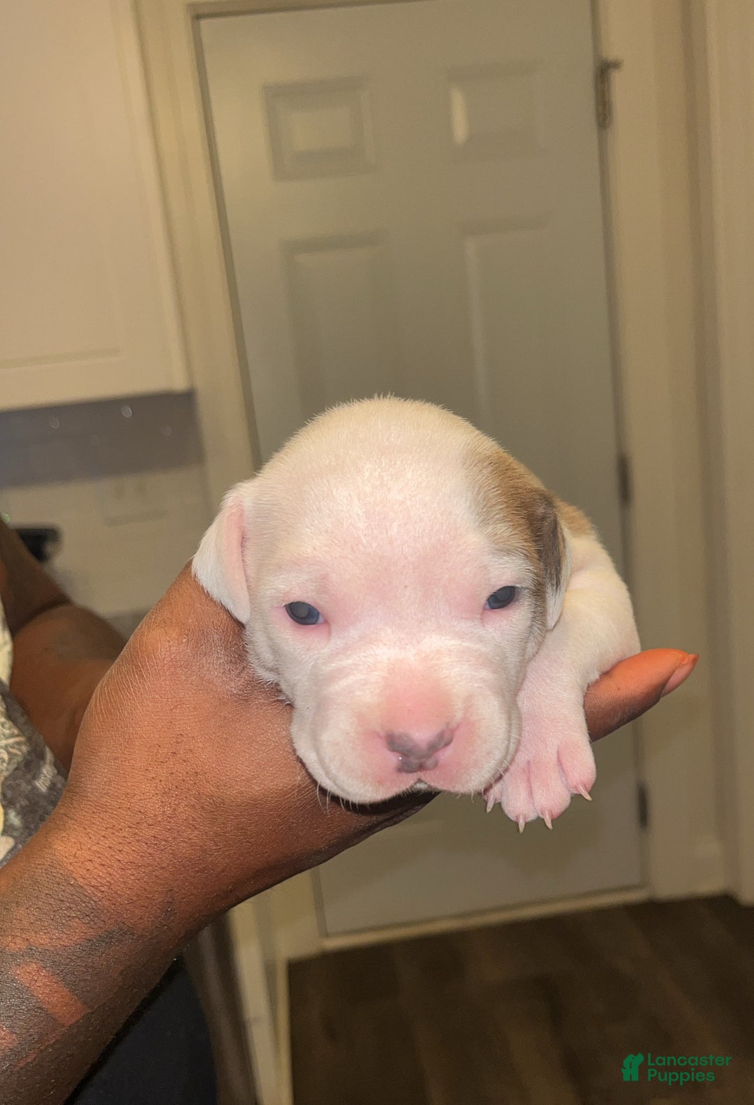 American Bully Puppy for sale in Charlotte Lancaster Puppies