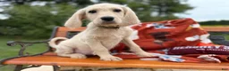 Labradoodle dogs for sale: Zola (Girl) - Ad 3