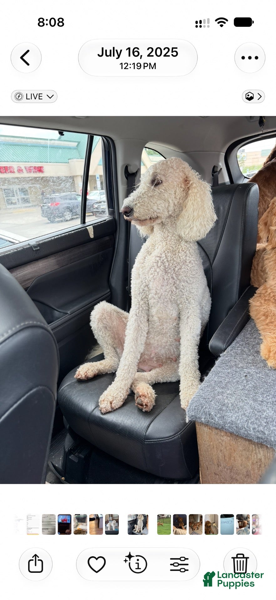 Goldendoodle dogs Sassy - Ad 2