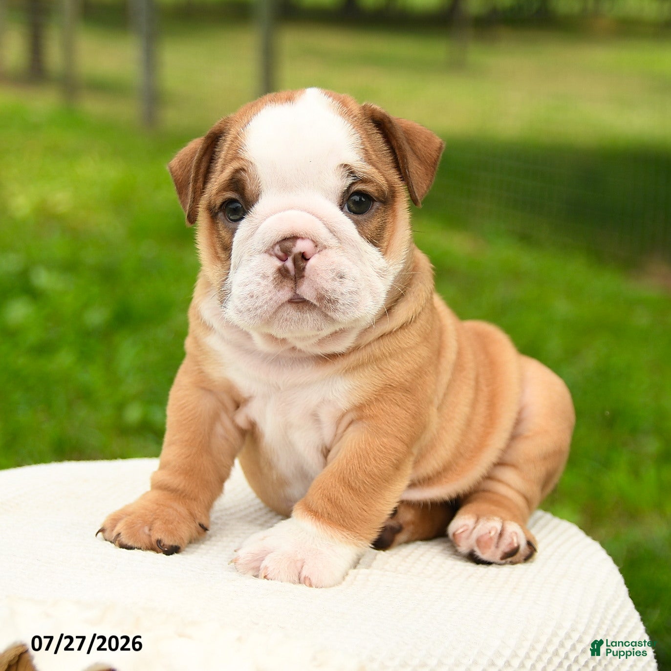 English Bulldog dogs Hank - Ad 1