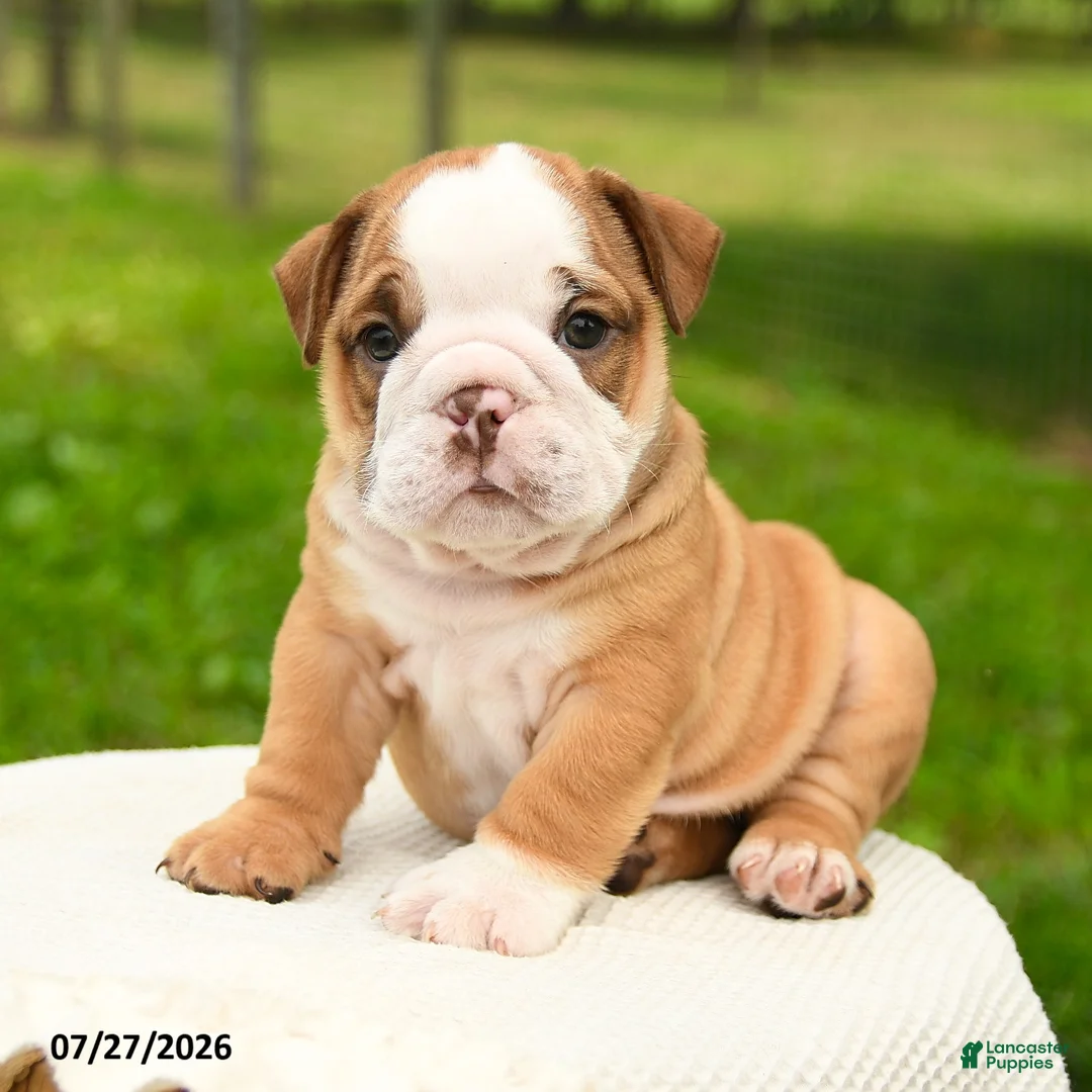English Bulldog dogs for sale: Hank - Ad 1
