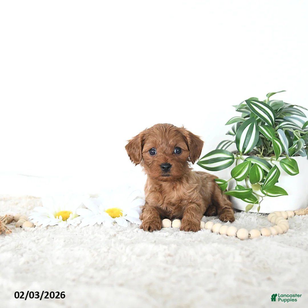 Cavapoo dogs for sale: Baxter EXTRA SMALL - Ad 5