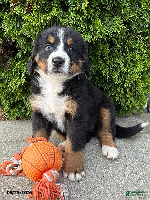 Bernese Mountain Dog dogs Bella - Ad 1