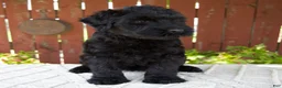 Giant Schnauzer dogs for sale: Teresa - Ad 7
