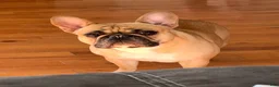 French Bulldog dogs for sale: French Bulldog Puppy 1 - Ad 5