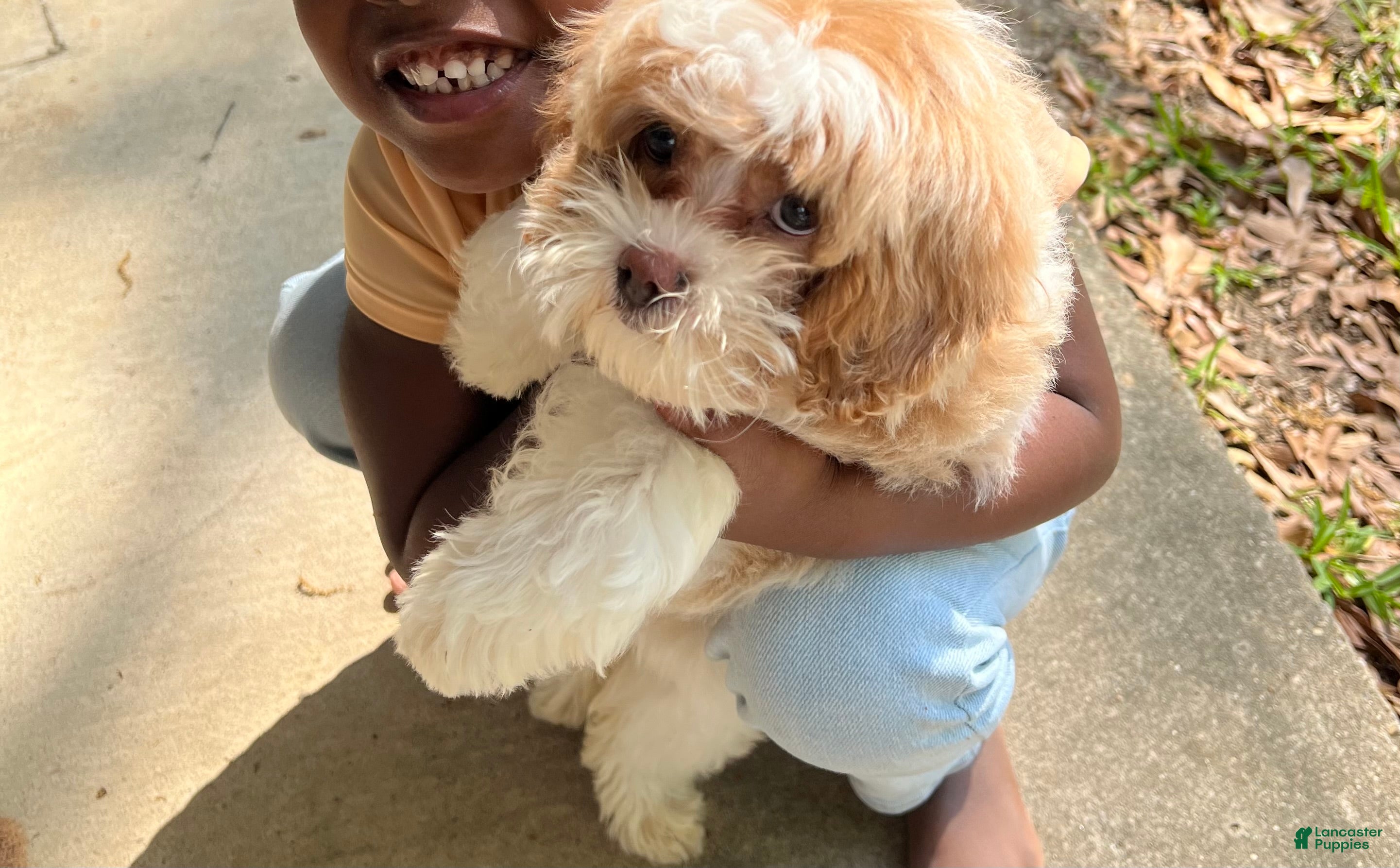 Cavapoo dogs Cavapoo Puppy 1 - Ad 15