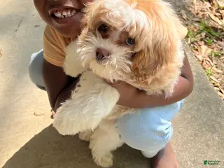 Cavapoo dogs Cavapoo Puppy 1 - Ad 15