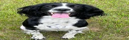 English Springer Spaniel dogs for sale: Drake - Ad 2