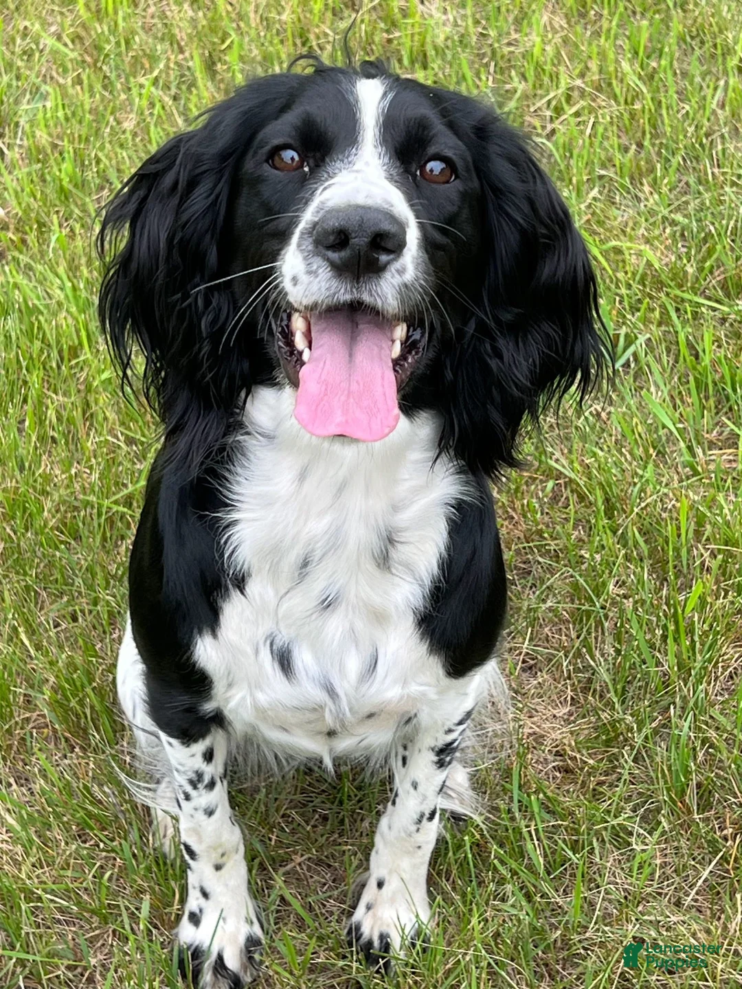 English Springer Spaniel dogs for sale: Drake - Ad 2