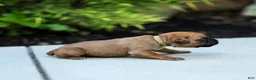 Boxer dogs for sale: Ninja Boxer  - Ad 4