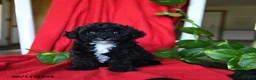 Bichpoo dogs for sale: Scout - Ad 4
