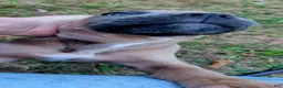 Cane Corso dogs for sale: Cane Corso 4 - Ad 1