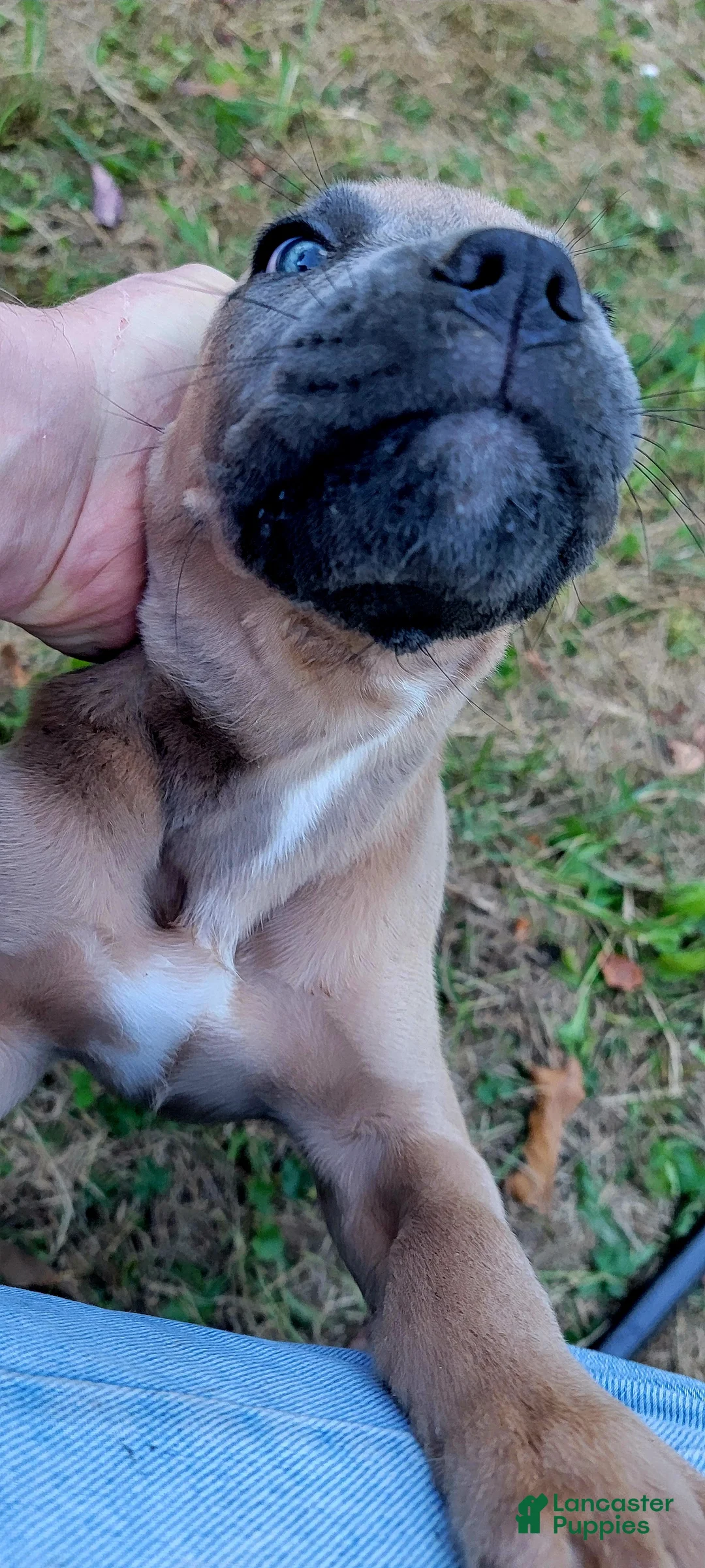 Cane Corso dogs for sale: Cane Corso 4 - Ad 1