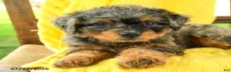Mini Bernedoodle dogs for sale: Camila - Ad 3