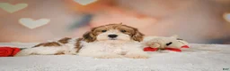 Yorkiepoo dogs for sale: Bella - Ad 5