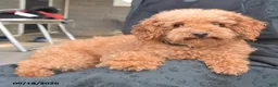 Cavapoo dogs for sale: Pumpkin - Ad 6
