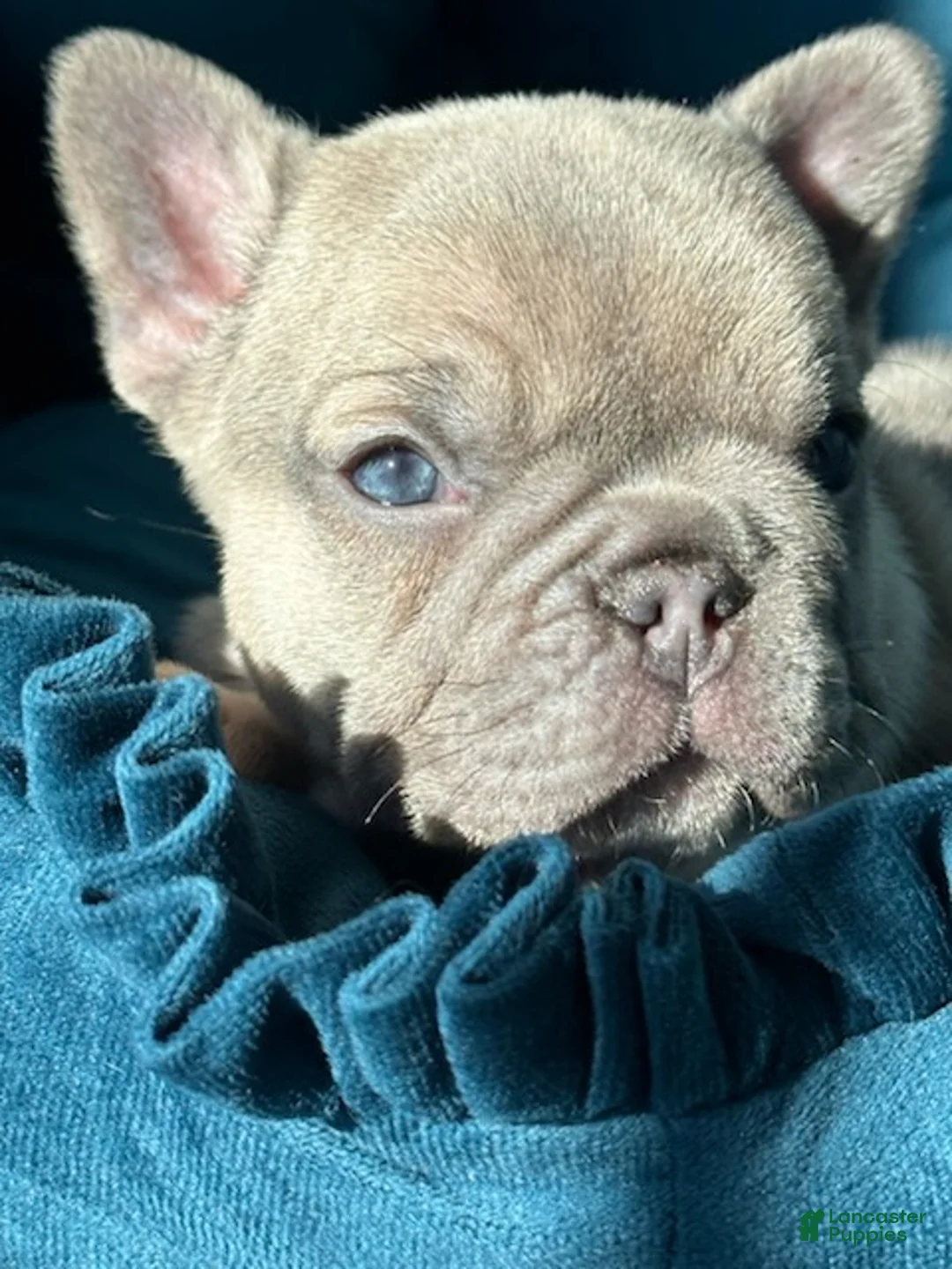 French Bulldog dogs for sale: Lilac Beauty - Ad 6