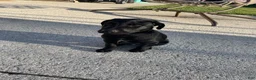 Labrador Retriever dogs for sale: Labrador Retriever 1 - Ad 12