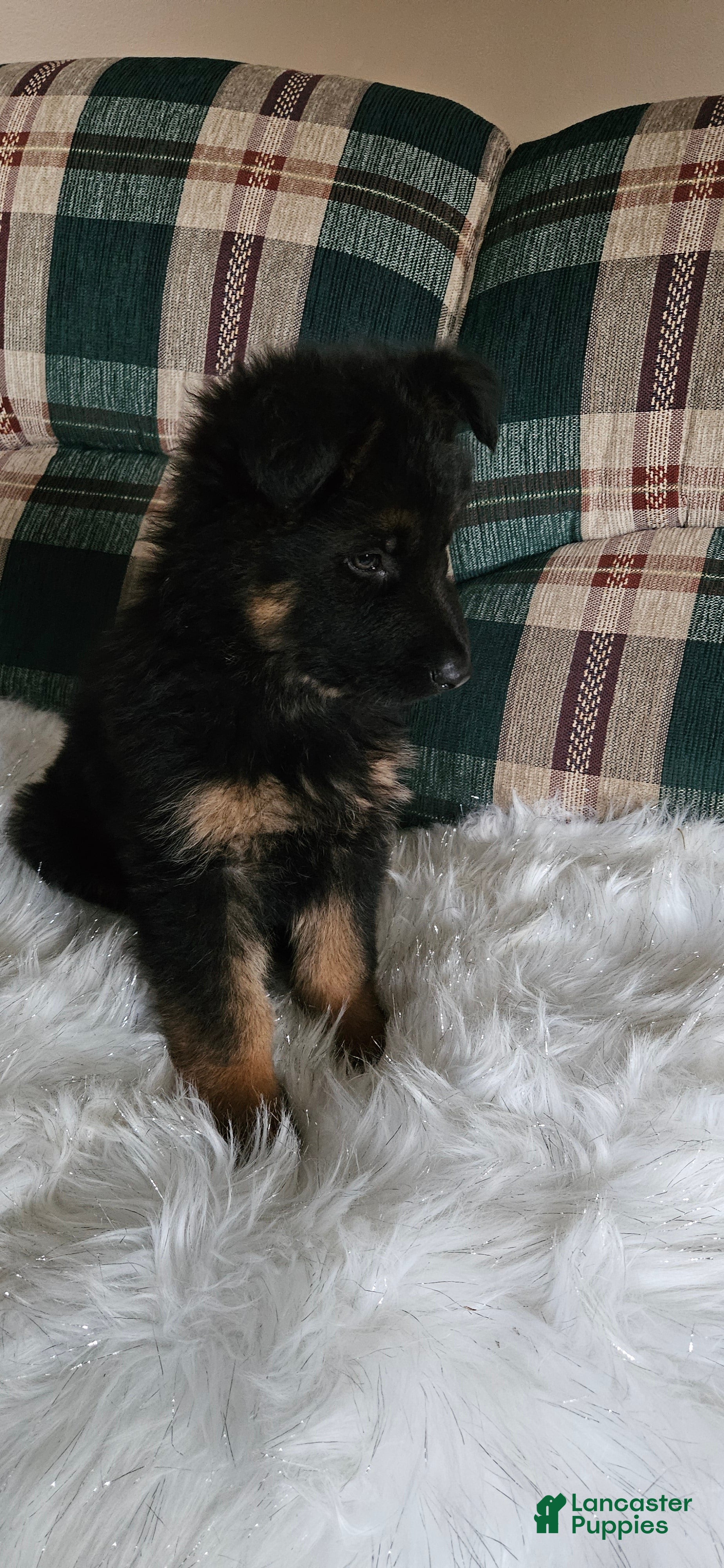 German Shepherd dogs Sabrina  - Ad 2
