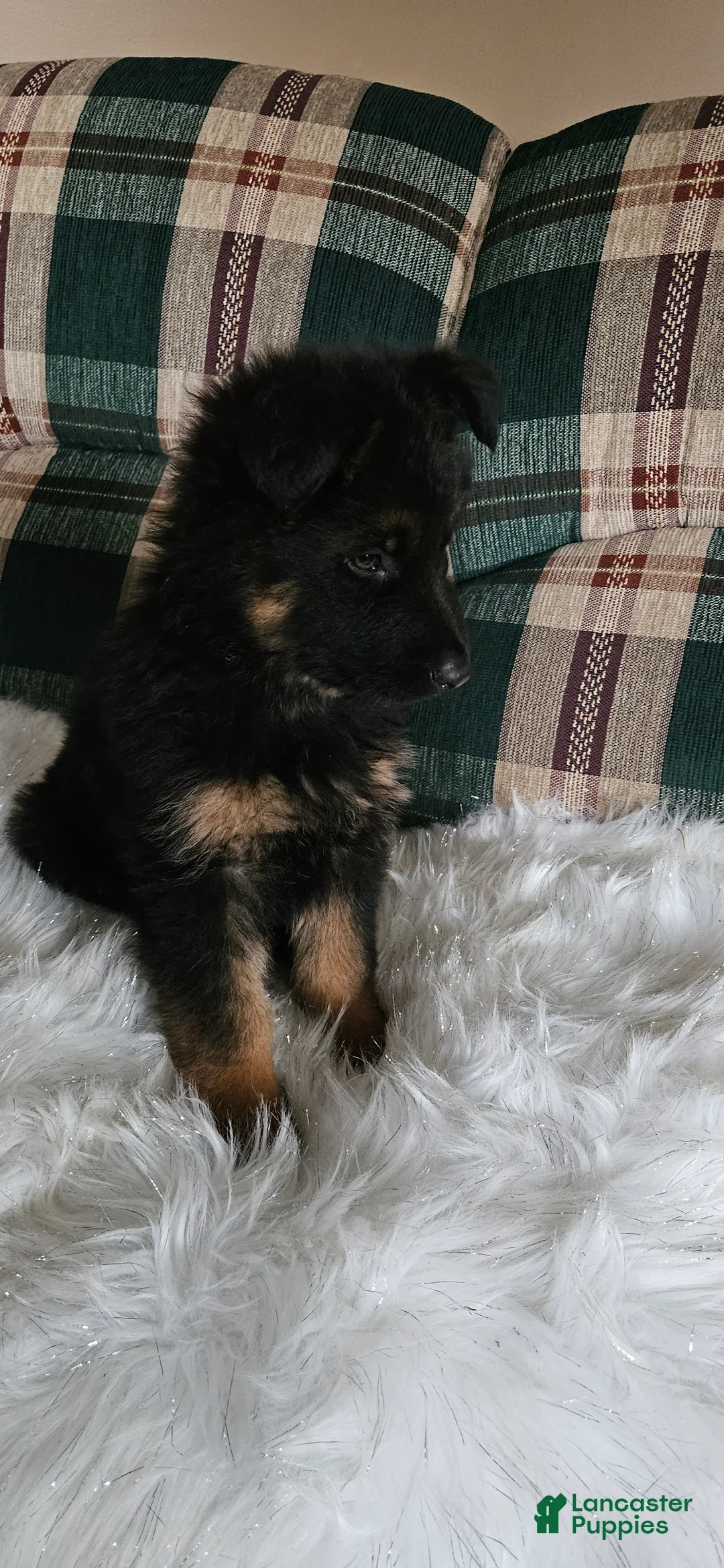 German Shepherd dogs for sale: Sabrina  - Ad 2